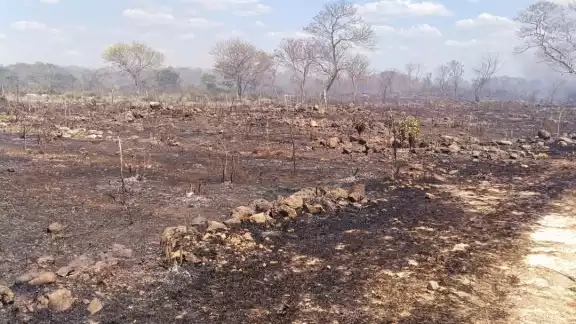 La quema y deforestación ponen en riesgo zonas destinadas a reforestación con especies valiosas.