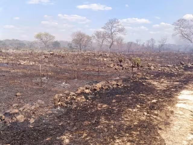 La quema y deforestación ponen en riesgo zonas destinadas a reforestación con especies valiosas.