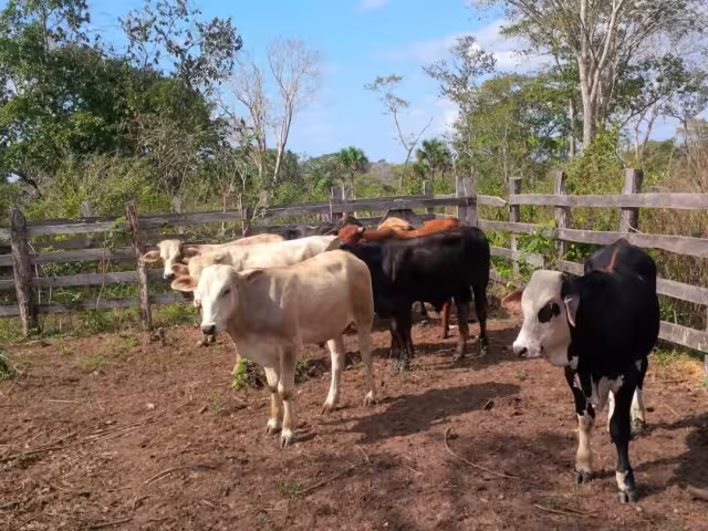 La prolongada sequía afecta gravemente la producción agropecuaria en la Península de Atasta