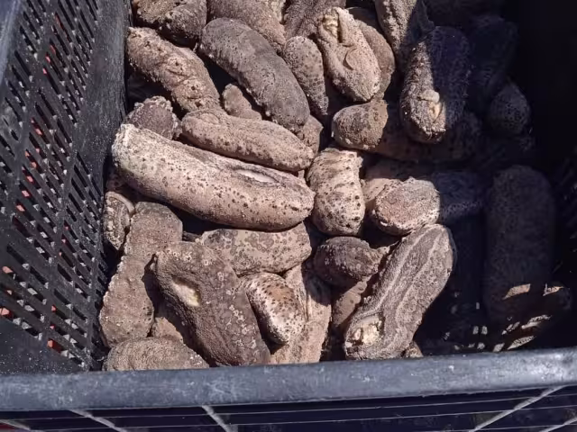 El decomiso se realizó durante un operativo en las inmediaciones del puerto de Dzilam de Bravo hasta el puerto de San Felipe, Yucatán