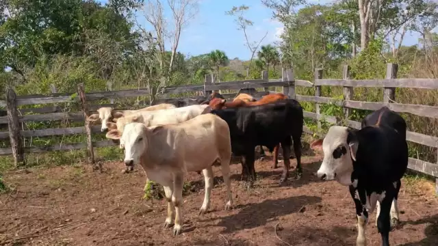Ganaderos exigen acciones urgentes ante brote de Gusano Barrenador