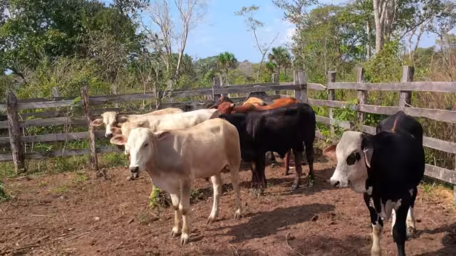 La prolongada sequía afecta gravemente la producción agropecuaria en la Península de Atasta