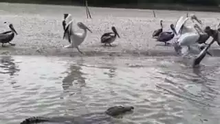 Aumento de cocodrilos en Chabihau alarma a pescadores y habitantes