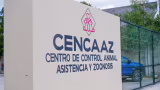 Saturación de perros obliga al Cencaaz a improvisar espacios en Playa del Carmen