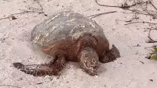 Jaurías de perros ponen en peligro la anidación de tortugas en la costa de Yucatán