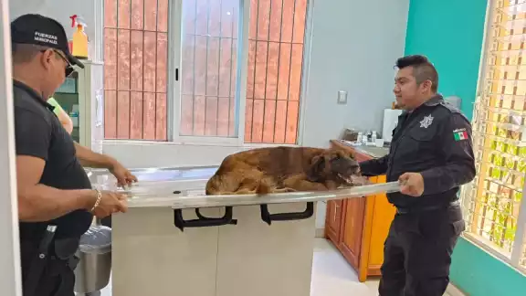 Personal de Protección Civil local lo llevó a un veterinario.