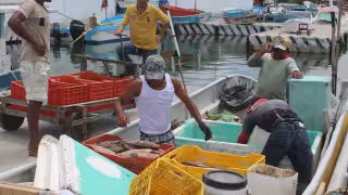 Pulpo y langosta dejarían fuerte derrama económica en Yucatán este 2026