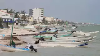 Cooperativas del puerto de Progreso han registrado un incremento de hasta 40% de escama