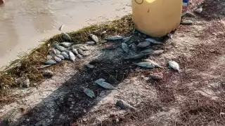 Recalan peces y pulpos muertos en playas de Progreso  por un manchón de algas