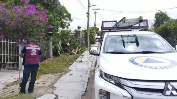 Apagón en Concordia causado por caída de ramas de un árbol de mango Apagón en Concordia causado por caída de ramas de un árbol de mango