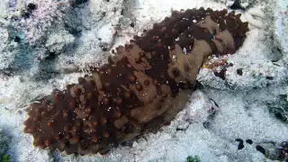 Autoridades de Pesca aseguran que hay una alentadora recuperación del pepino de mar en costas estatales
