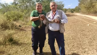 Rescatan y liberan a un tejón, águila y boa en distintos puntos de Kanasín