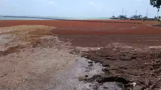 Mahahual no cuenta con centro de acopio de sargazo