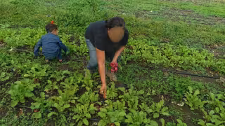 Dan de baja a 60 productores por inflar reportes de cosecha; Sader detecta irregularidades