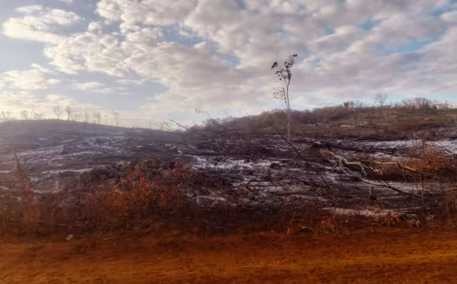 Un cocodrilo de gran tamaño fue hallado muerto y en avanzado estado de descomposición en la carretera federal Campeche–Champotón.