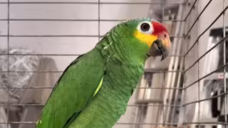 Siete loros fueron entregados voluntariamente en el Parque Ximbal de Campeche.