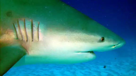 El tiburón toro puede alcanzar una longitud superior a los tres metros