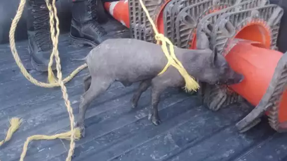 El cerdito pelón fue abordado a la patrulla en espera de su dueño