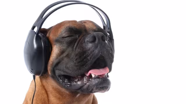 ¿La música protege a los animales ante el paso de un huracán? Esto sabemos