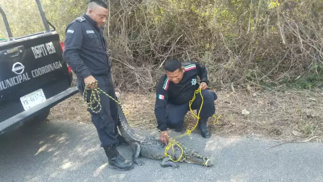 Policías capturan a un saurio de más de dos metros que estaba en un predio de Santa María
