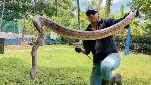 El dueño de un rancho en Tizimín hizo el reporte, pues la boa se había comido a sus gallinas