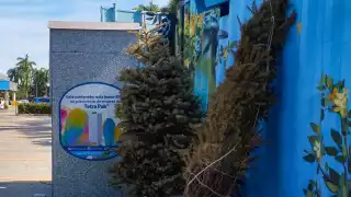En los Mega Puntos Verdes del Ayuntamiento de Mérida se reciclarán los árboles de Navidad