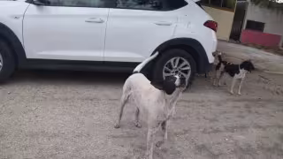 Perros que atacaron animales en el Centenario de Mérida podrían ser sacrificados o dados en adopción