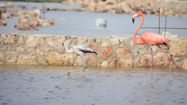 El aumento de población de flamencos en la Zona Cero es fruto del trabajo de ambientalistas