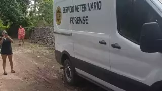 Aumenta el número de perros y gatos envenenados en varios predios de Ixil