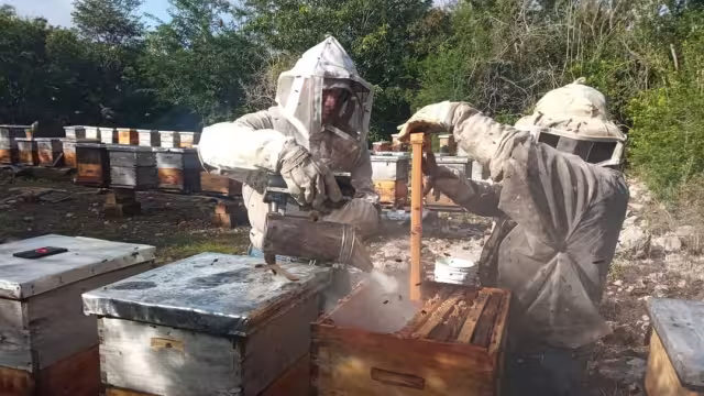 La población de abejas ha sufrido una disminución alarmante durante los últimos años