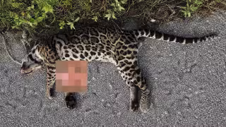 Atropellan y matan a ocelote en carretera de Yucatán