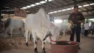 Brote de gusano barrenador acorrala al sector ganadero de Yucatán