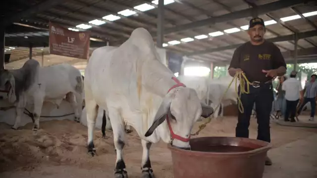 La restricción para trasladar animales por el gusano barrenador pone en jaque al mercado pecuario