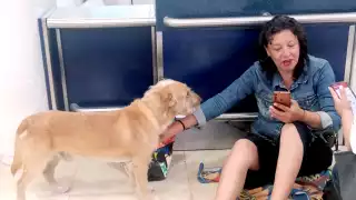 "Jimmy" se mostraba inquieto, por lo que su dueña pidió a otros pasajeros, que pretendían acariciarlo, abstenerse de hacerlo