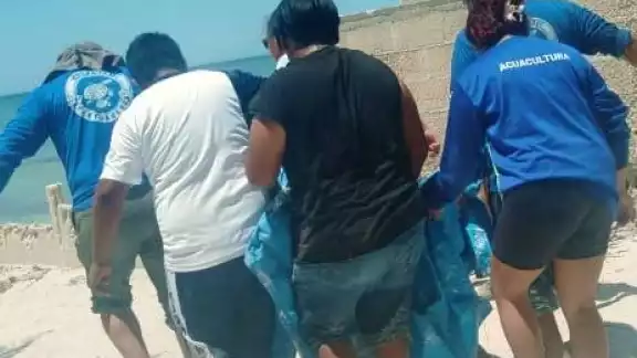 La temporada de anidación y desove se encuentra en marcha La temporada de anidación y desove se encuentra en marcha