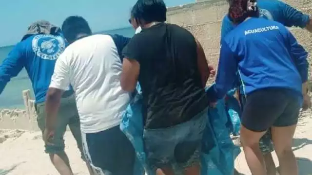 La temporada de anidación y desove se encuentra en marcha