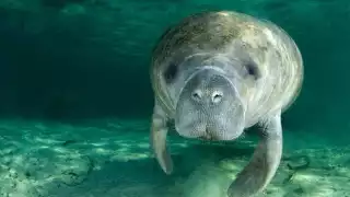 La contaminación pone en peligro a las especies del agua