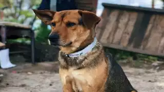 Habitantes temen por su seguridad y la de sus mascotas ante el malintencionado uso de químicos
