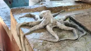 En Motul, venden pulpo, especie en veda, a través de Facebook