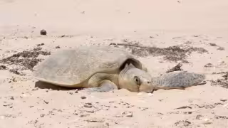 A la “Isla de Las Golondrinas” arriban principalmente las especies caguama y verde