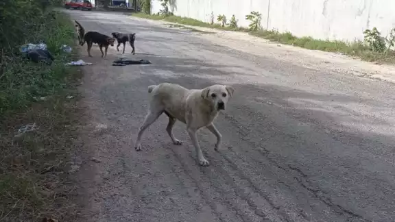 Los jóvenes serían acusados por maltrato animal Los jóvenes serían acusados por maltrato animal