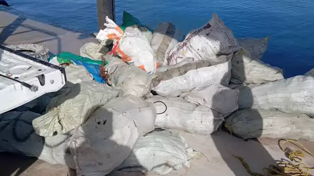 Las cacerolitas de mar serían usadas como carnada de pulpo