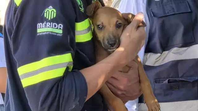 Los cachorros recibirán atención médica y serán integrados al programa de adopciones