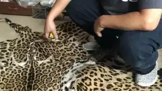 Comercio ilegal de jaguares y leones crece en plataformas digitales