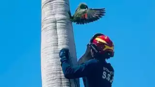 El loro quedó atrapado en una cavidad ubicada en lo alto de una palma