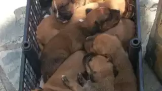 Maltrato animal ha incrementado en Puerto Morelos; registran 10 denuncias a la semana 