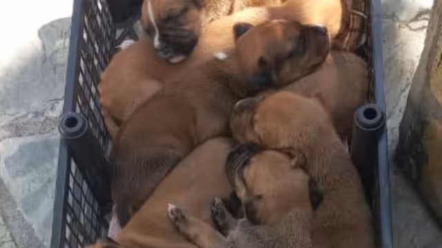 Ciudadanos y autoridades realizaron una protesta para exigir que cese el abuso y se investigue a quienes atenten contra la fauna doméstica.