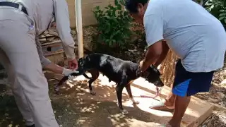 Vacunación antirrábica gratuita hoy en Campeche 2025: Dónde llevar a tus mascotas