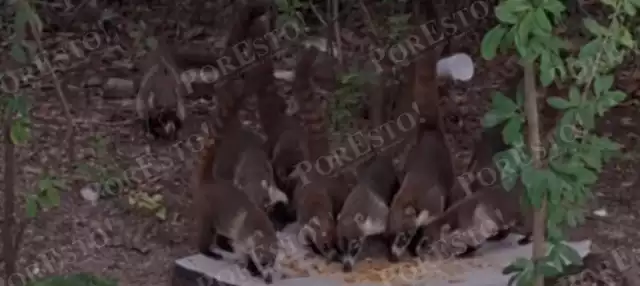 Ecologistas advierten riesgo por alimentar coatis cerca de la carretera Carmen–Puerto Real