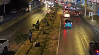 Árboles colocados en Circuito Colonias en Mérida serán reubicados por disposición federal